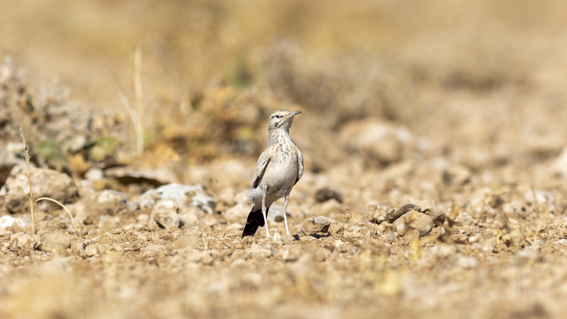 Greater Hoopoe-Lark